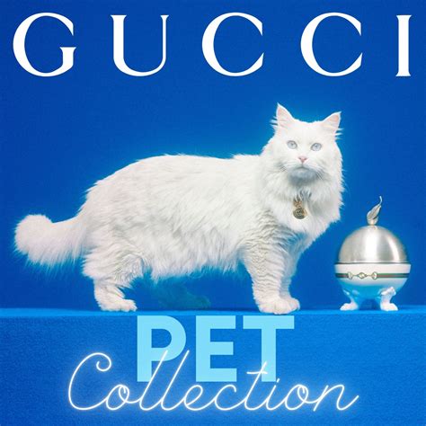 roze gucci pet|gucci pets.